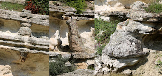 Some of petrified trees on display