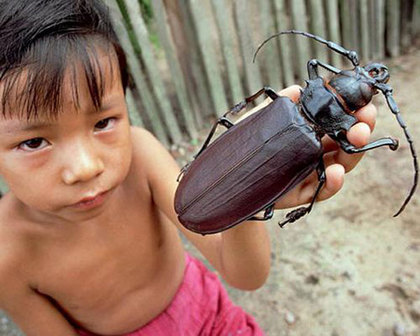 os maiores insetos do mundo