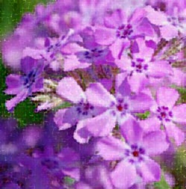 phlox water paper