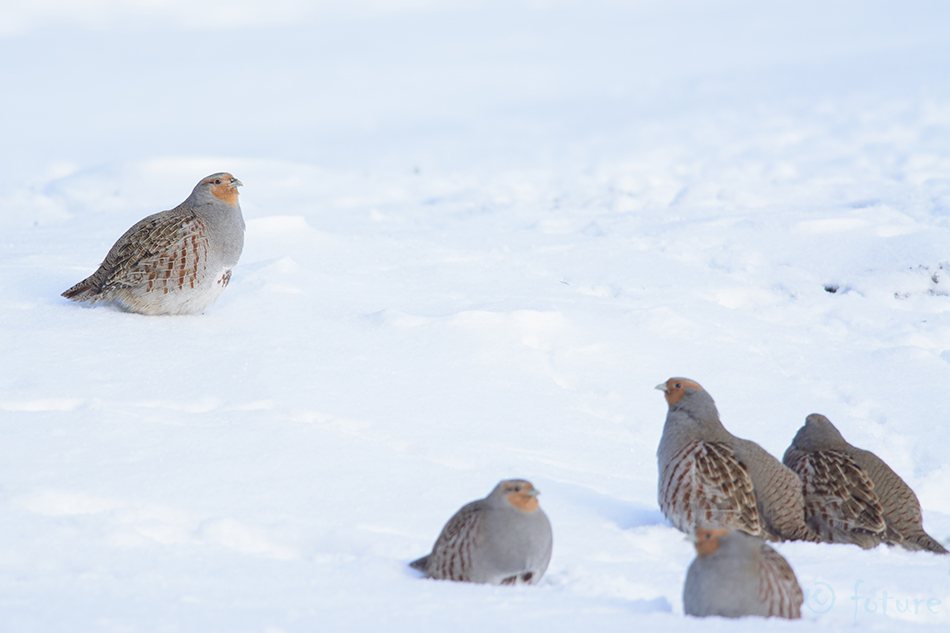 Nurmkana, Perdix perdix, Grey Partridge, Gray Francolin, Common, kana, põldpüü