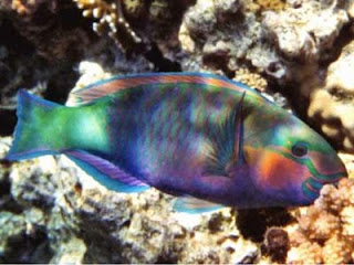 Parrot fish