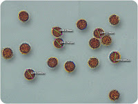 Lycogala terrestre  spores.