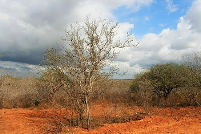 Floresta Nacional de Açu | Rio Grande do Norte