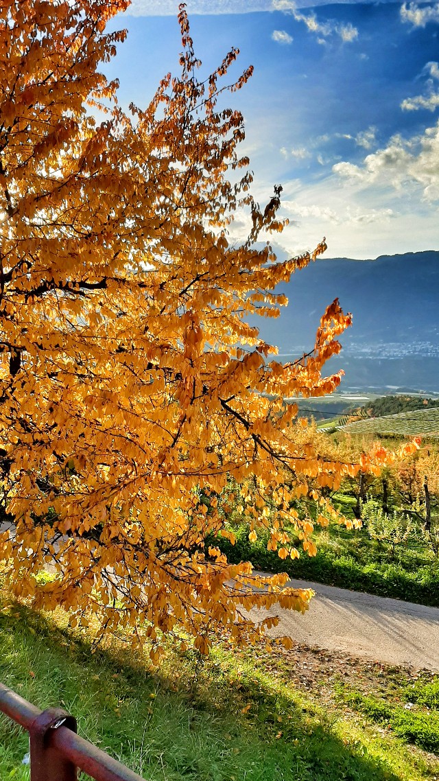 val di non foliage