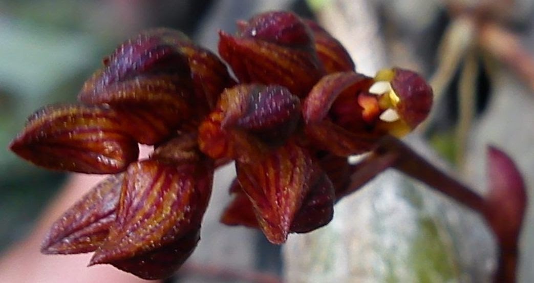 MillFa Wild Orchid: Bulbophyllum careyanum