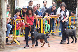 Los perros de la asociación GT Wurssy causan admiración en las fiestas de El Regato