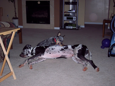 Remi laying on the floor while Tulsa chews on a cow hoof rested on Remi