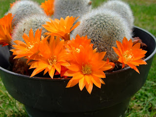 Rebutia spinosissima, cactus, flor, floracion