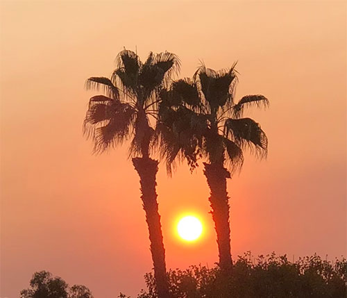 Smoky skies and sun sets between two palm trees (Source: Palmia Observatory)