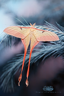 Animals Up Close by Igor Siwanowicz