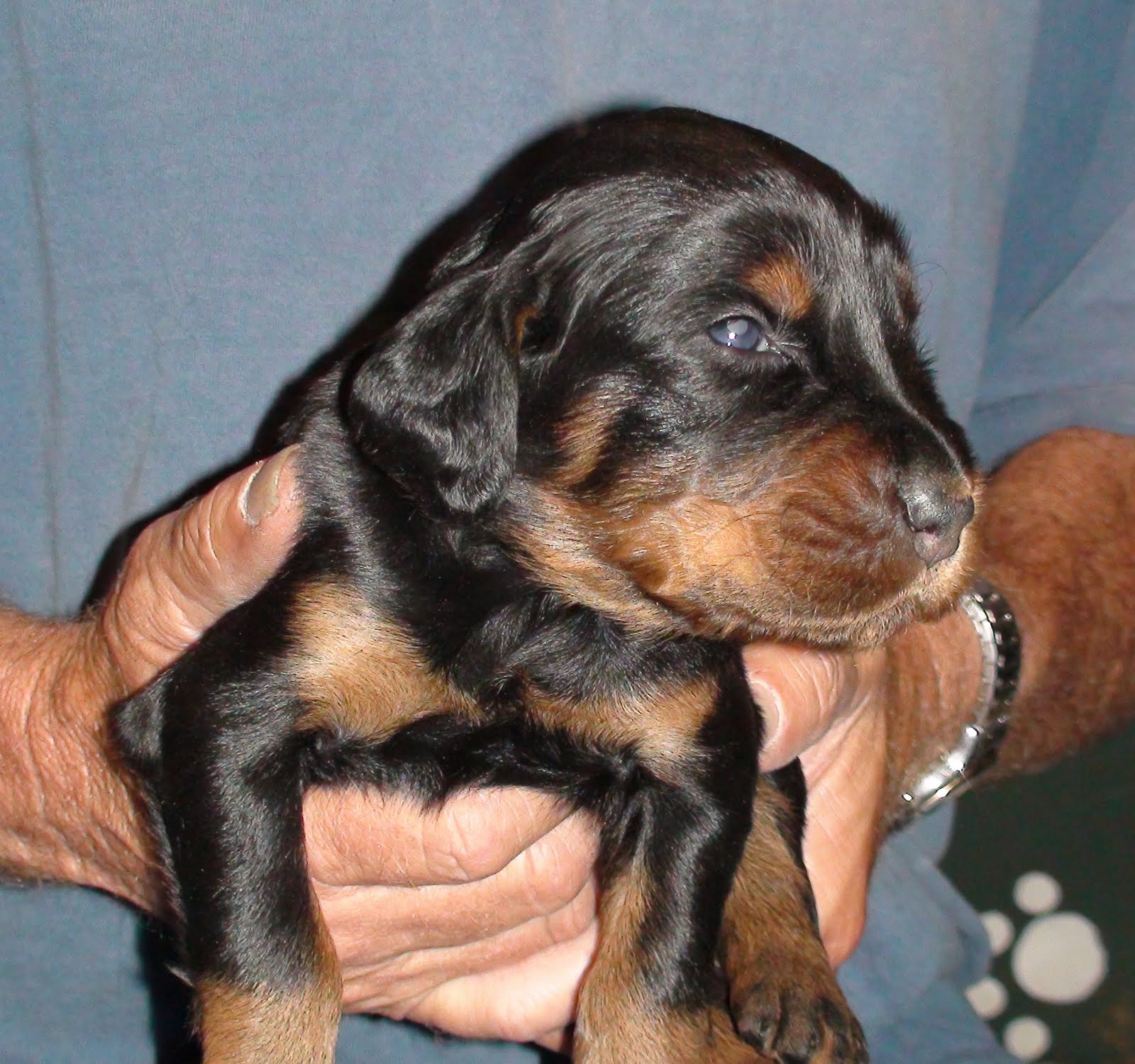 Gordon Setter Crossing: Gordon Setter Puppies - At 2 1/2 ...