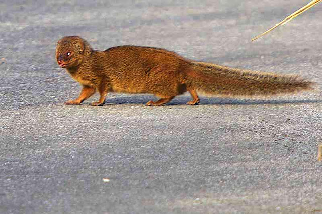 mongoose