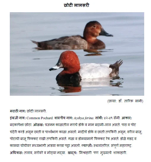 Common Pochard chhothi lalsari information in marathi