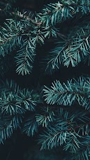 Pine Tree Background for iPhone and Android 