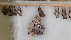 Owl butterfly, Caligo memnon, just emerged from its chrysalis in the puparium.   Butterflies in the Glasshouse at RHS Wisley, 26 January 2016.