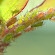 https://cercosano.blogspot.com/2020/06/le-piante-producono-sostanze-che.html