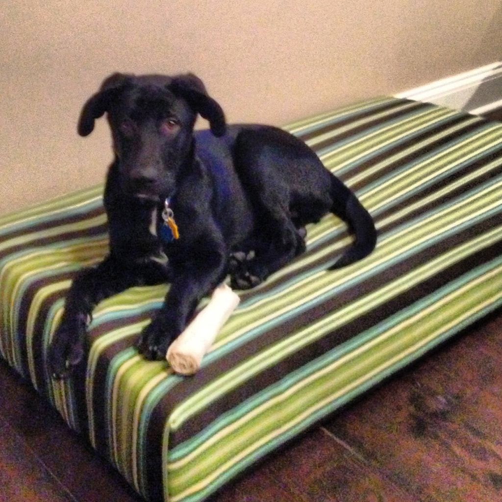 Enlightenment: Re-purposed: Old Crib Mattress into Dog Bed!