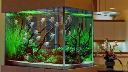 Decorate your home with an aquarium