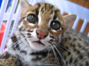 asian-leopard-cat