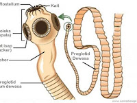  Platyhelminthes, Ciri dan Pengelompokannya-Biologi Kelas X IPA SMA-MA   