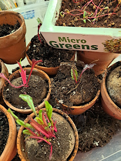 Beets in pots in a plastic clear tin with soil each beat hss  few strong bright green leaves. Spindly beet seedlings in a microgreens seed kit