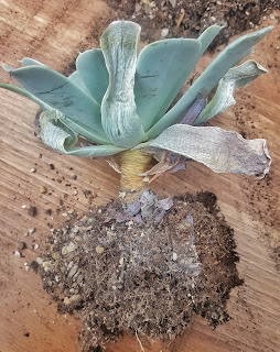 Succulent with dead leaves before removal