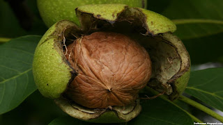 walnut fruit images wallpaper