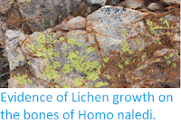 http://sciencythoughts.blogspot.co.uk/2016/09/evidence-of-lichen-growth-on-bones-of.html