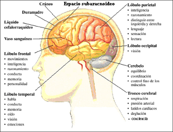 Resultado de imagen de blogspot, el cerebro