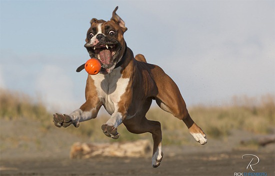 amazing-animal-pictures-18