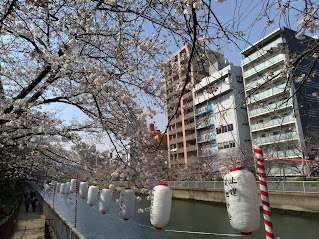 大横川さくら開花