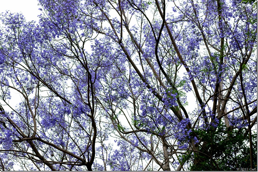 藍花楹-2012-4-14(西屯路)