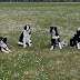 Dog Agility Training In Cornwall