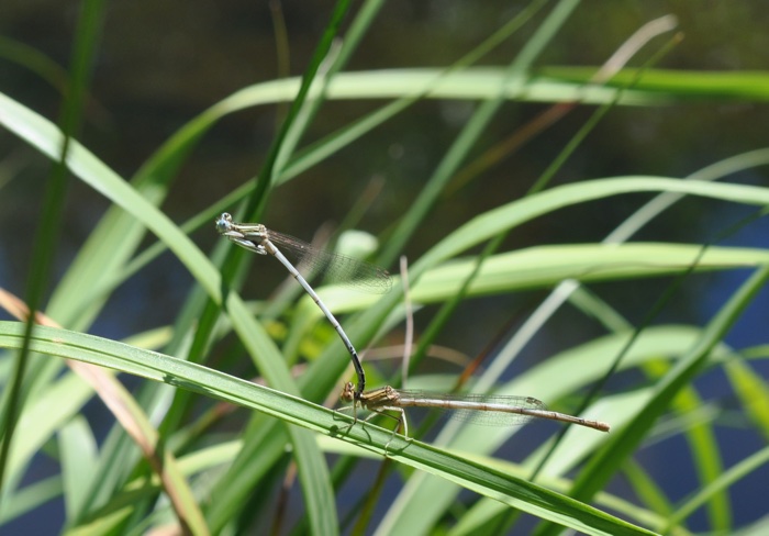 début d'accouplement demoiselle