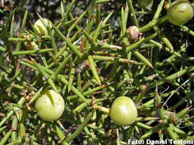 Malaspina (Retanilla patagonica)