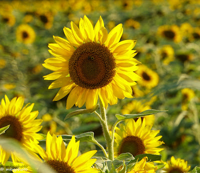 Bright Yellow Sunflowers in a Field
