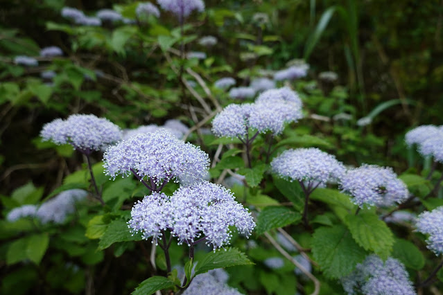 コアジサイ（小紫陽花）