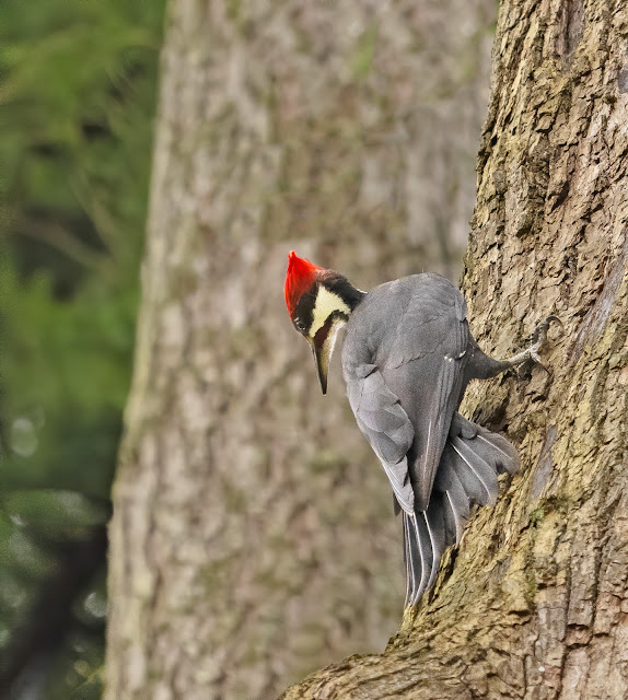 A grey bodied woodpecker with a bright red crest on her head is clinging to the bark of a big evergreen. Her head is twisted sideways and she is looking straight down. Her tailfeathers are pushed firmly against the bark of the tree. Her head is cream colored with a jet black cap under her crest, extending down the back of her head. A racing stripe from her black pointed beak that extends to the back of her head