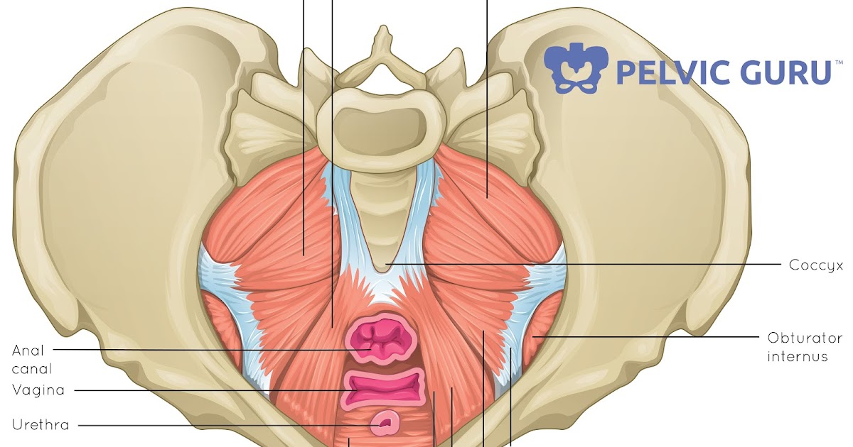 Robin Angus' Physical Therapy Blog: Pelvic Floor Muscle ...