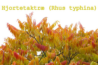 http://kolonihavelivet.blogspot.dk/2015/11/hjortetaktr-rhus-typhina.html