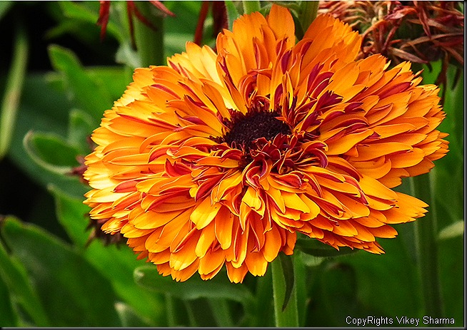 Beautiful Flowers Images (27)