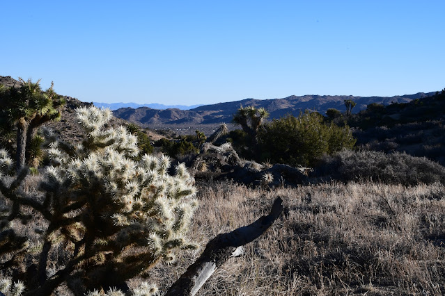 Joshua Tree National Park