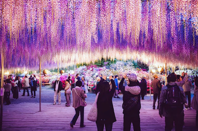 This 144-Year-Old Wisteria In Japan Looks Like A Pink Sky