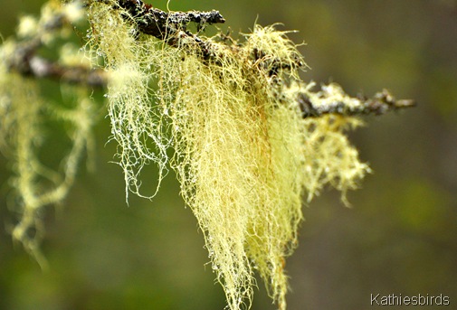 8. bearded moss close up-kab