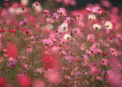 Imágenes y fotografías de flores