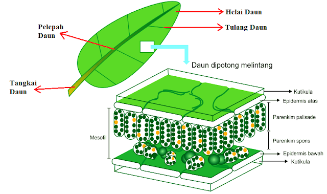 Struktur Daun Lengkap Dengan Jenis Jenisnya Struktur Daun Lengkap Dengan Jenis Jenisnya