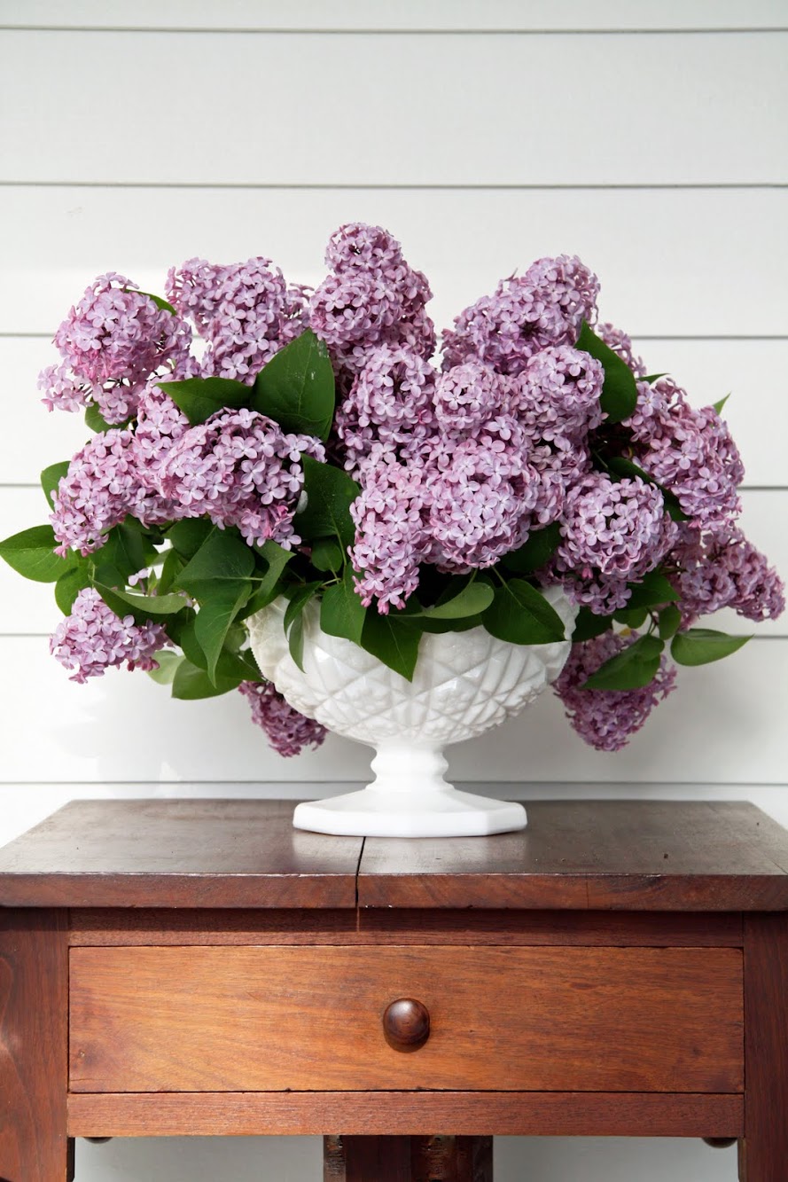 Blooming Lilacs