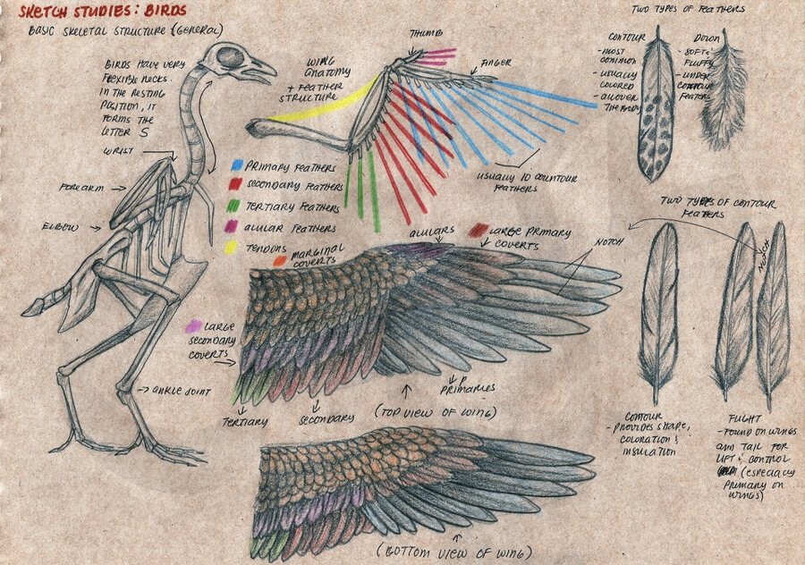 01-Birds-and-wings-drawing-Animal-Anatomy-Jerome-Nicolas-www-designstack-co