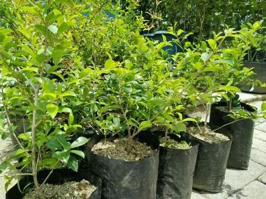 bibit pohon jambu lilly pilly banyak pilihan Aceh