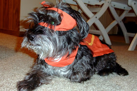 dog super hero costume DIY